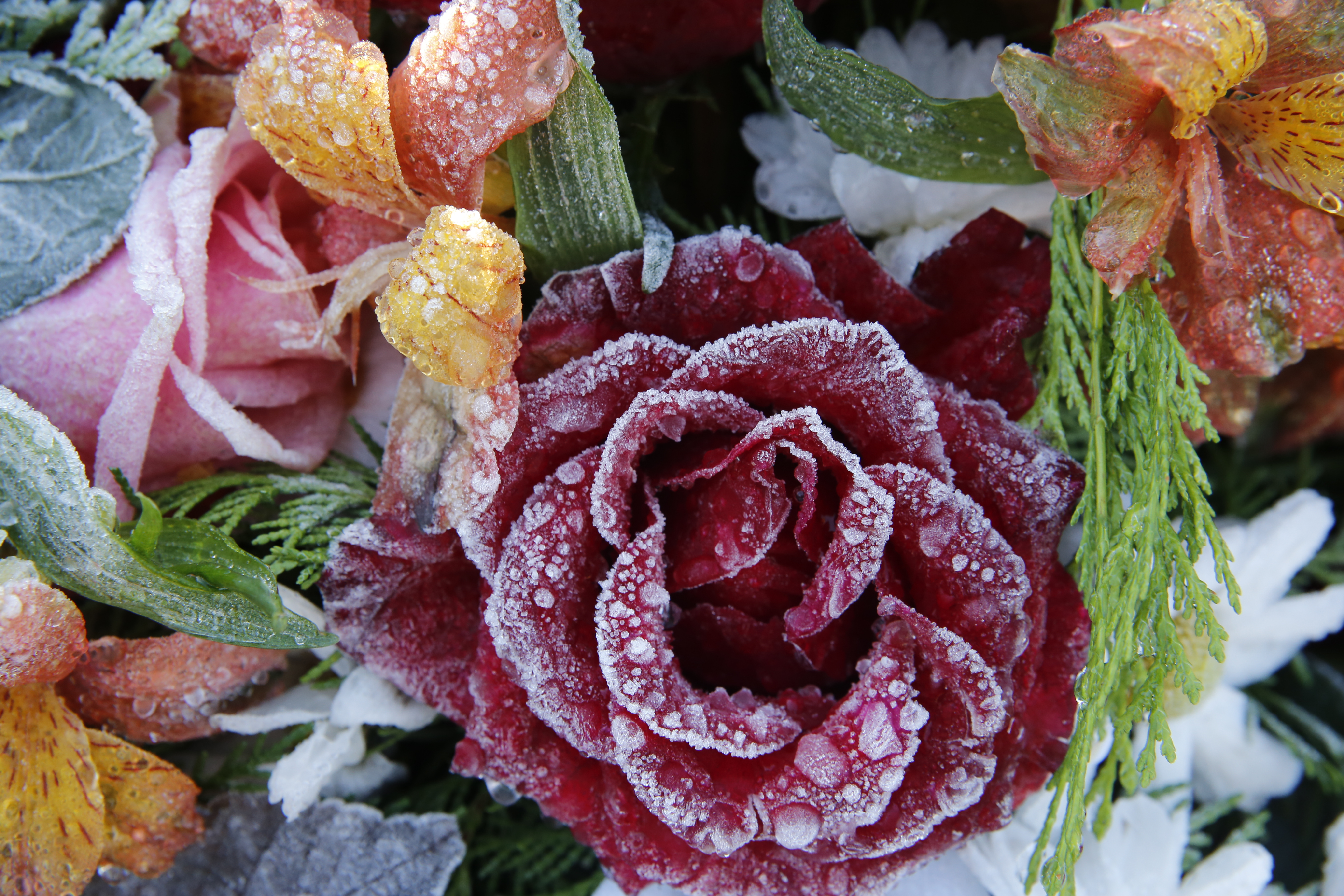 Blomster med rimfrost